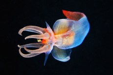 calamar 2
