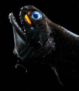 criatura del fondo océanico