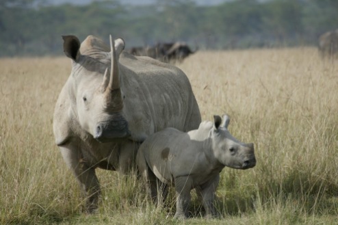 rinoceronteb blanco